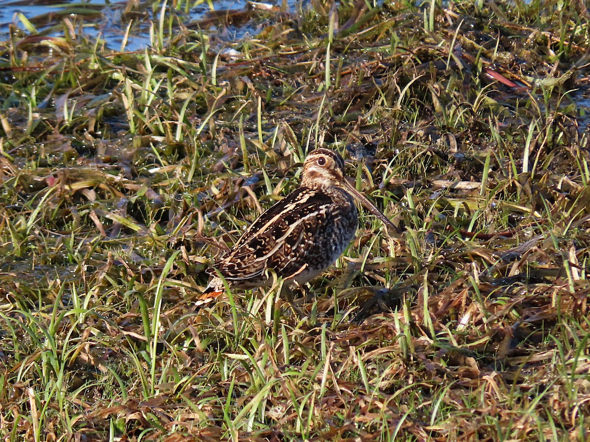Wilson's Snipe - ML642595310