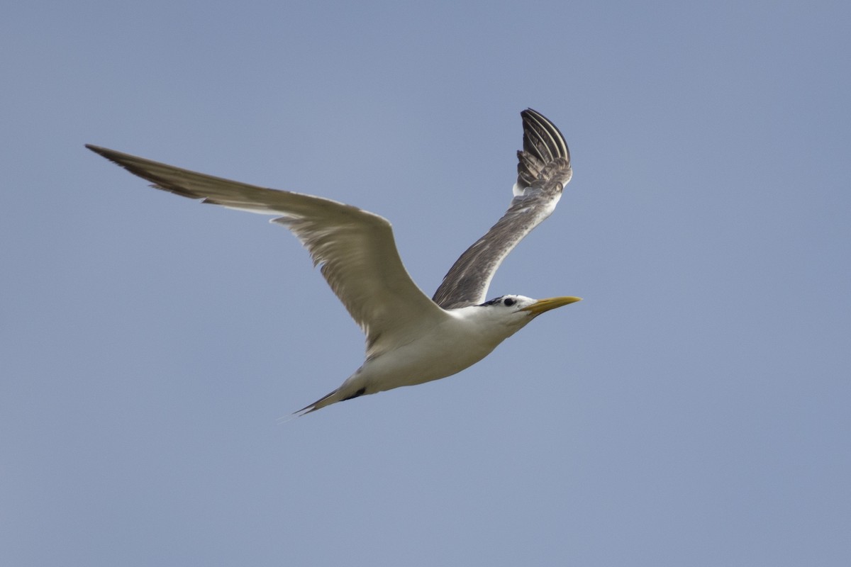 Great Crested Tern - ML642595316