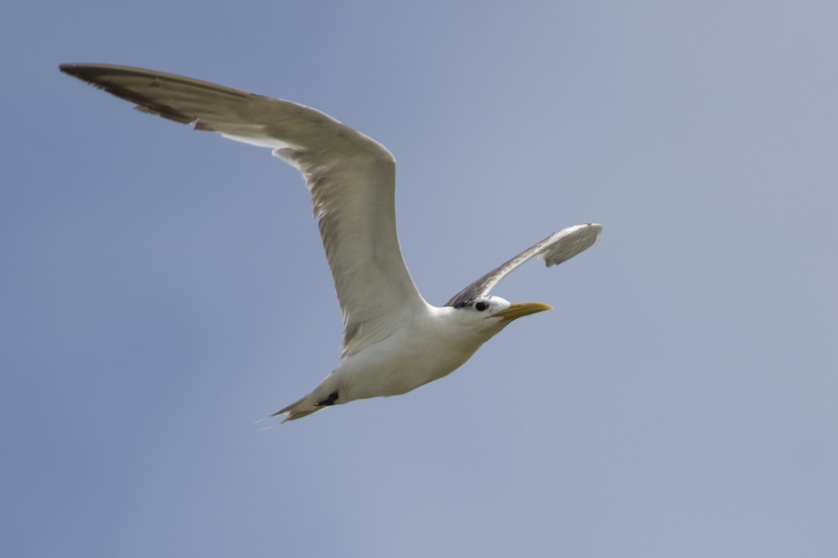 Great Crested Tern - ML642595317