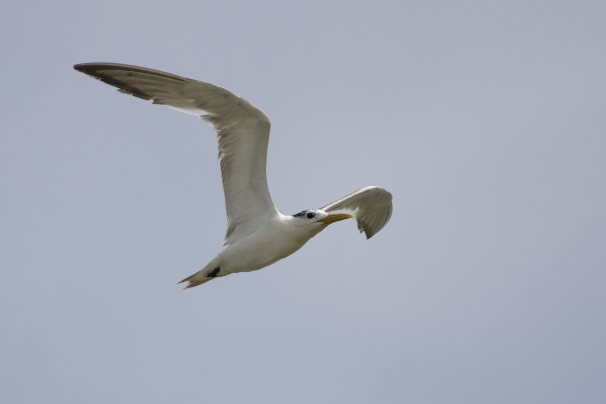 Great Crested Tern - ML642595318