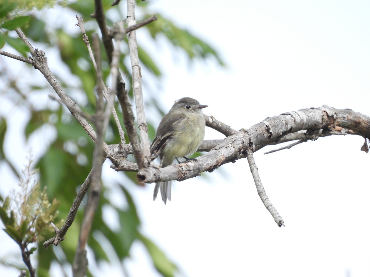 Dusky Flycatcher - ML642595319