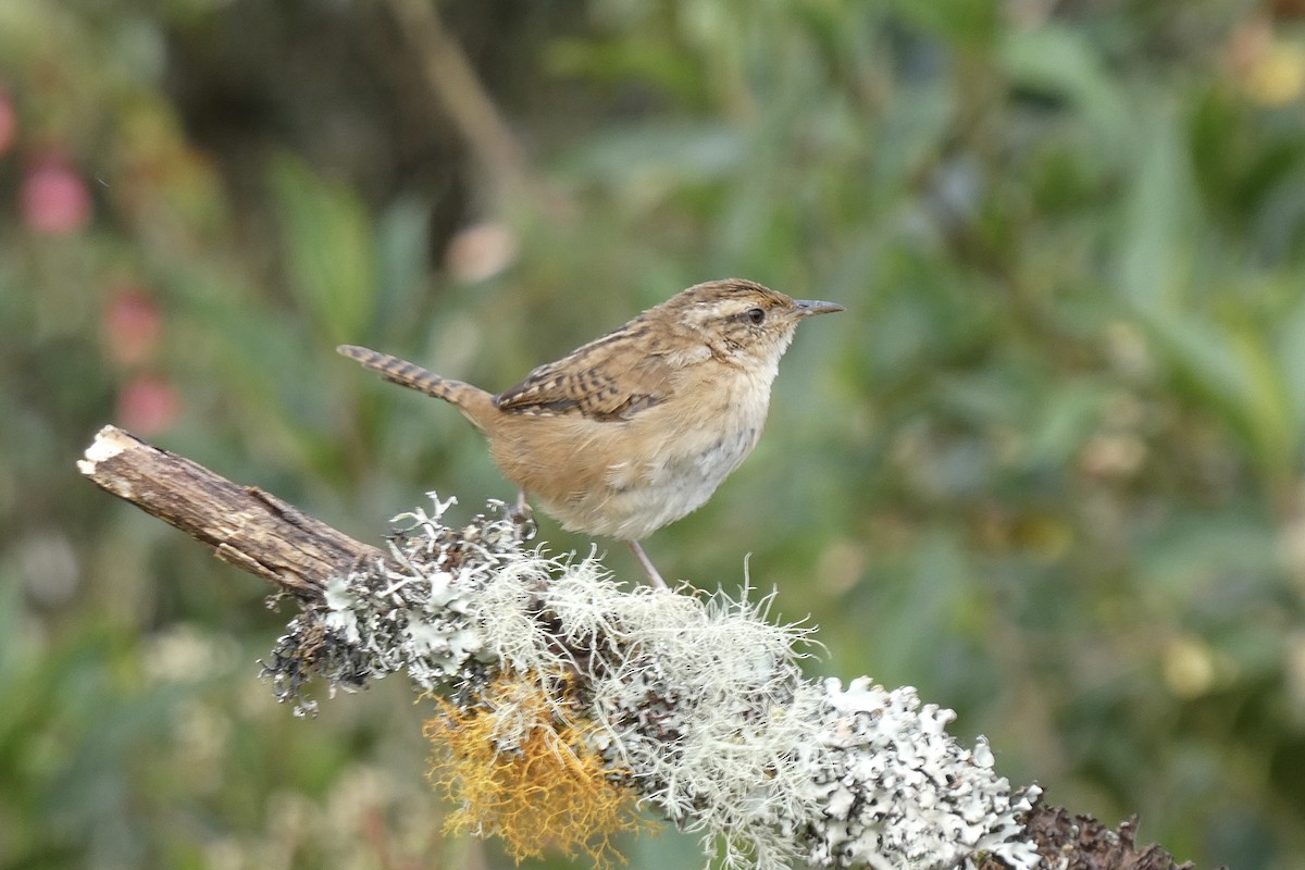 Grass Wren - ML642595331