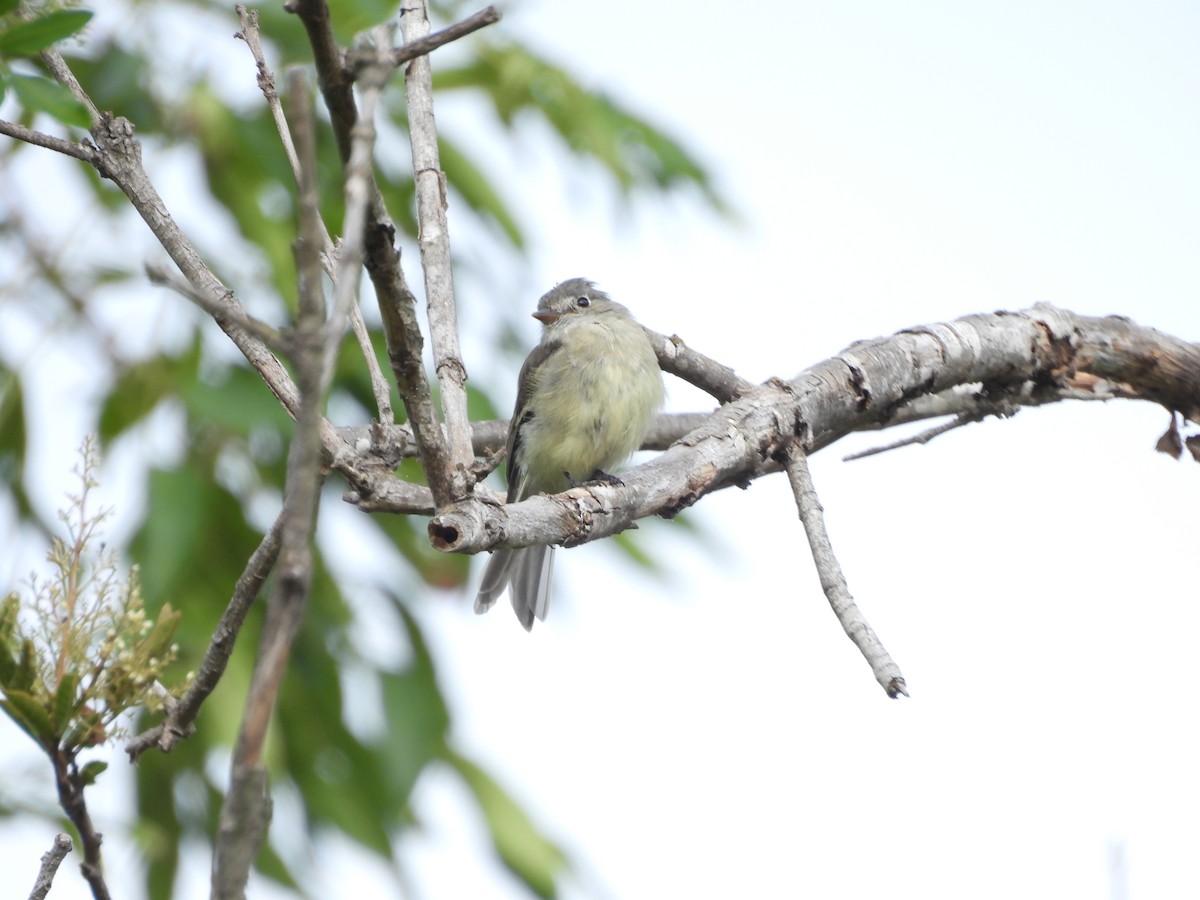 Dusky Flycatcher - ML642595339