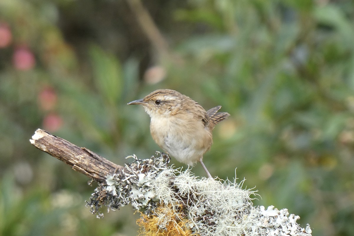 Grass Wren - ML642595355