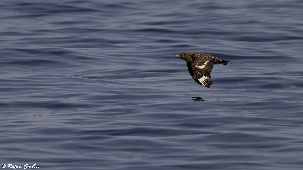 Great Skua - ML642595362