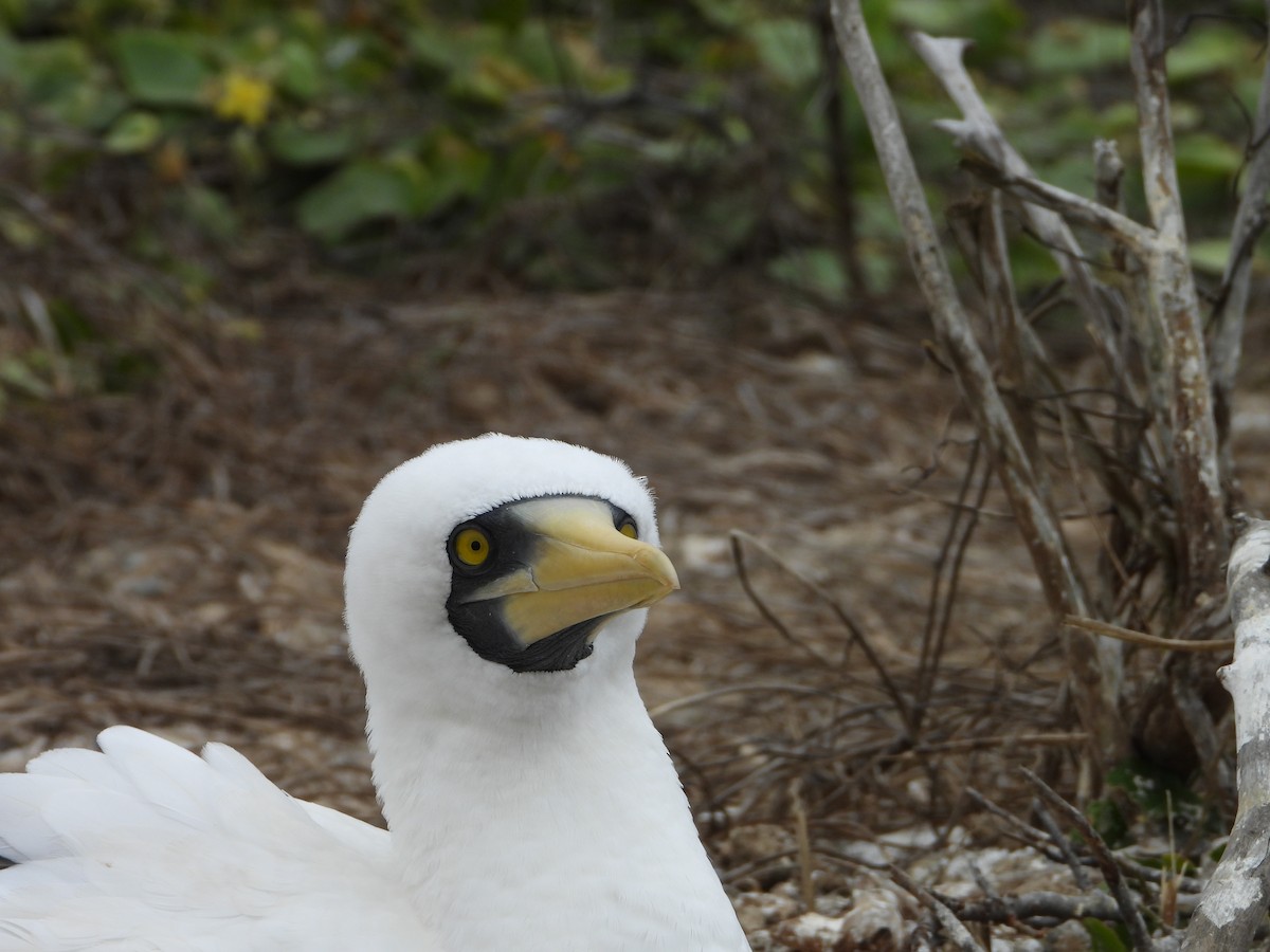 Masked Booby - ML642595377