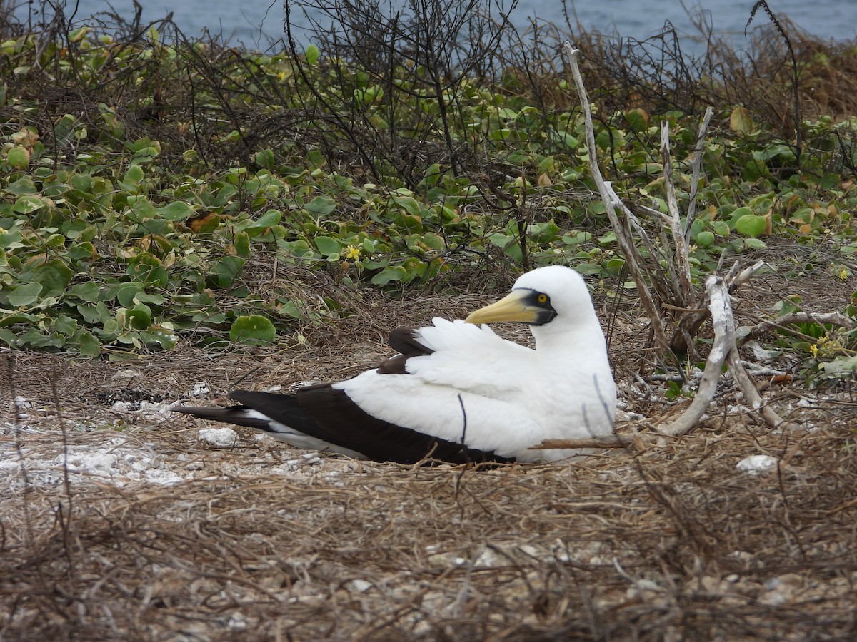 Masked Booby - ML642595378