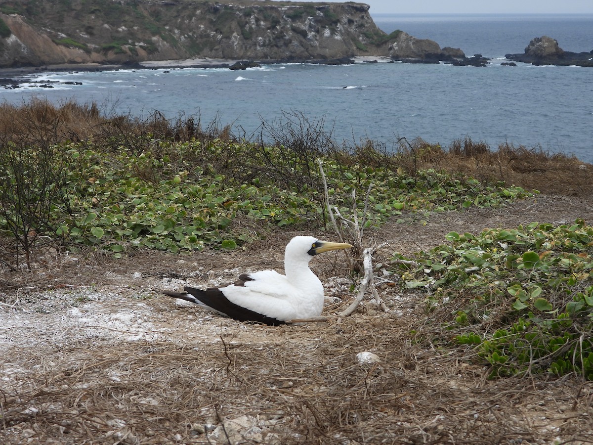 Masked Booby - ML642595379
