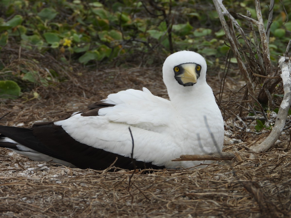 Masked Booby - ML642595380