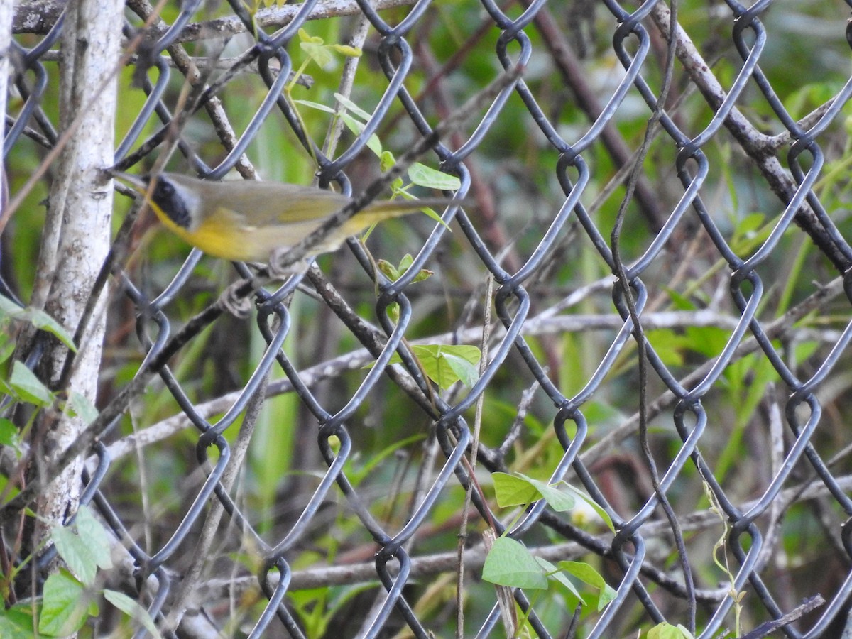 Paruline masquée - ML642595395