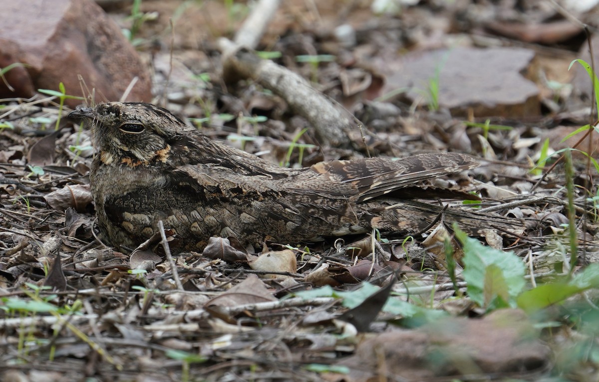 Indian Nightjar - ML642595402
