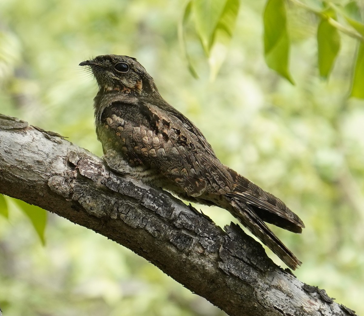 Indian Nightjar - ML642595404