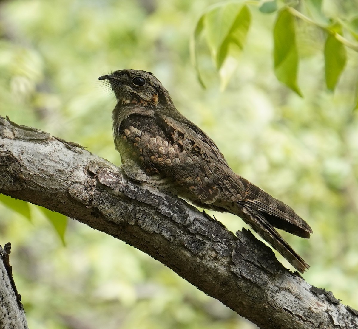 Indian Nightjar - ML642595408