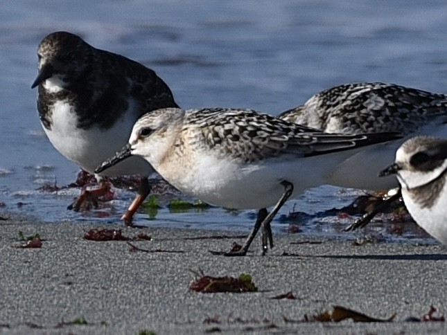 Sanderling - ML642595411