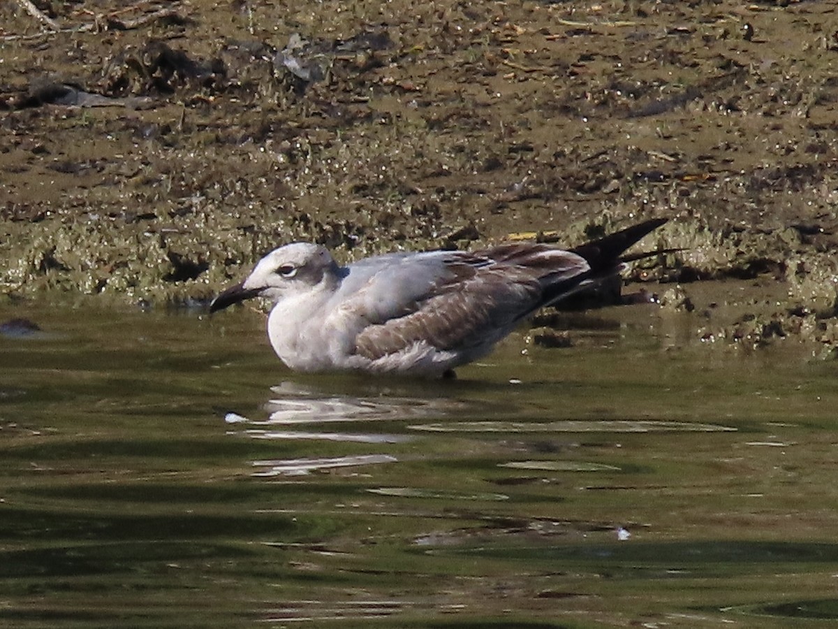 Mouette atricille - ML642595414