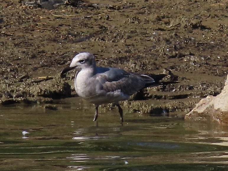 Mouette atricille - ML642595415