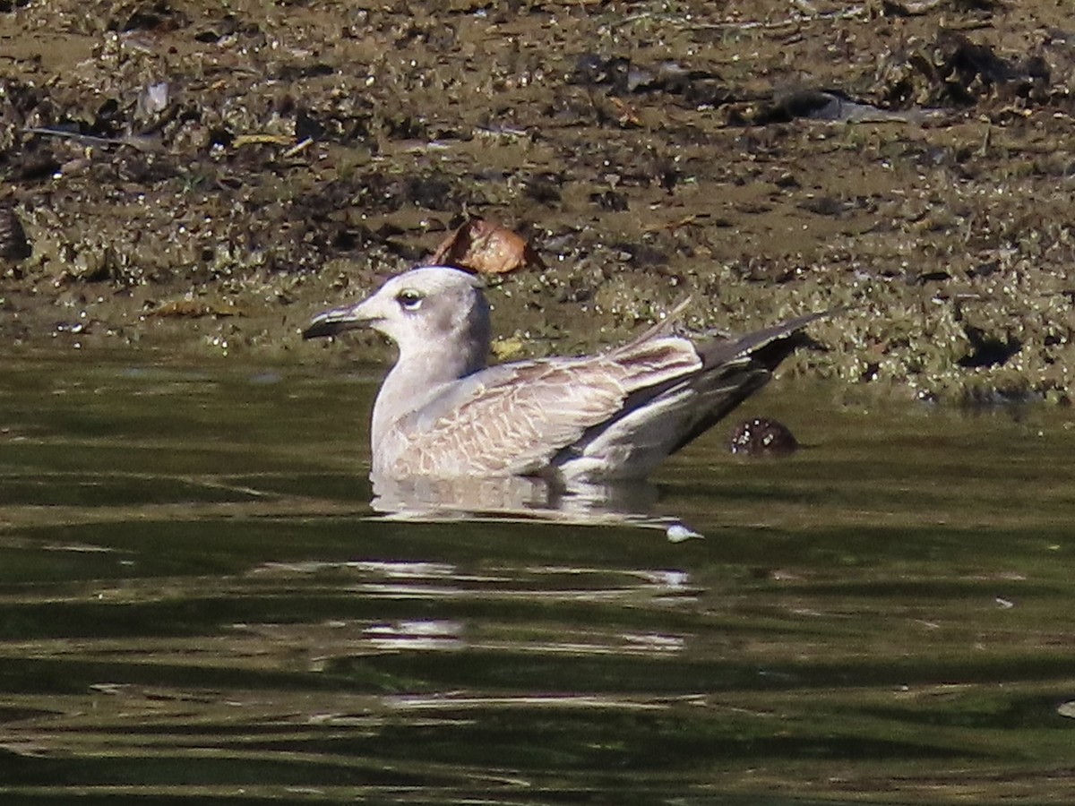 Mouette atricille - ML642595416