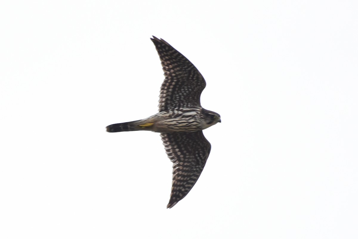 Хайргууна шонхор - ML642595428