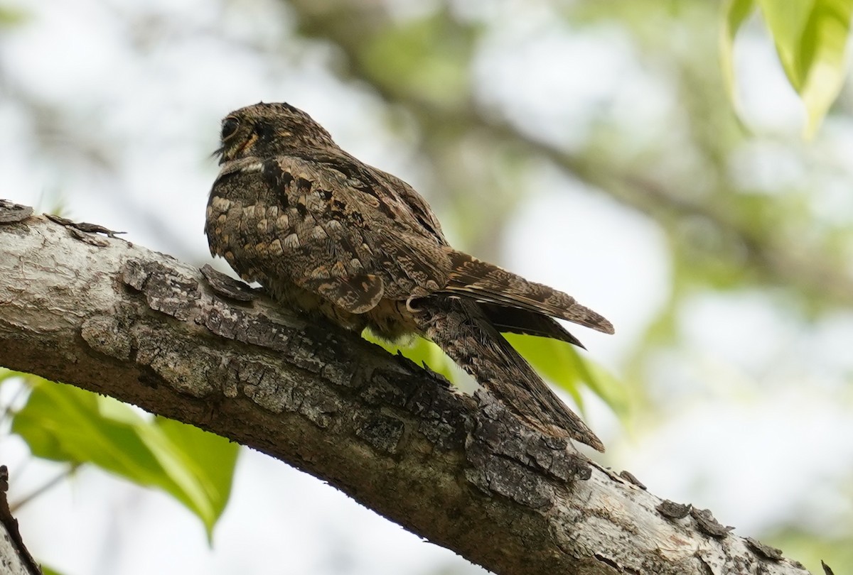 Indian Nightjar - ML642595429