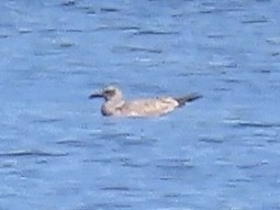 Mouette atricille - ML642595431