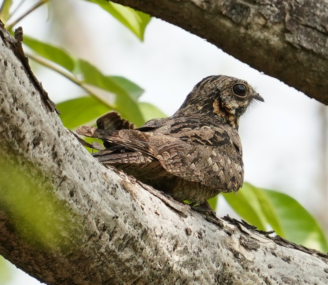 Indian Nightjar - ML642595432