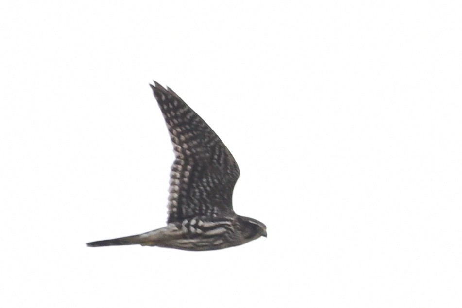 Хайргууна шонхор - ML642595435