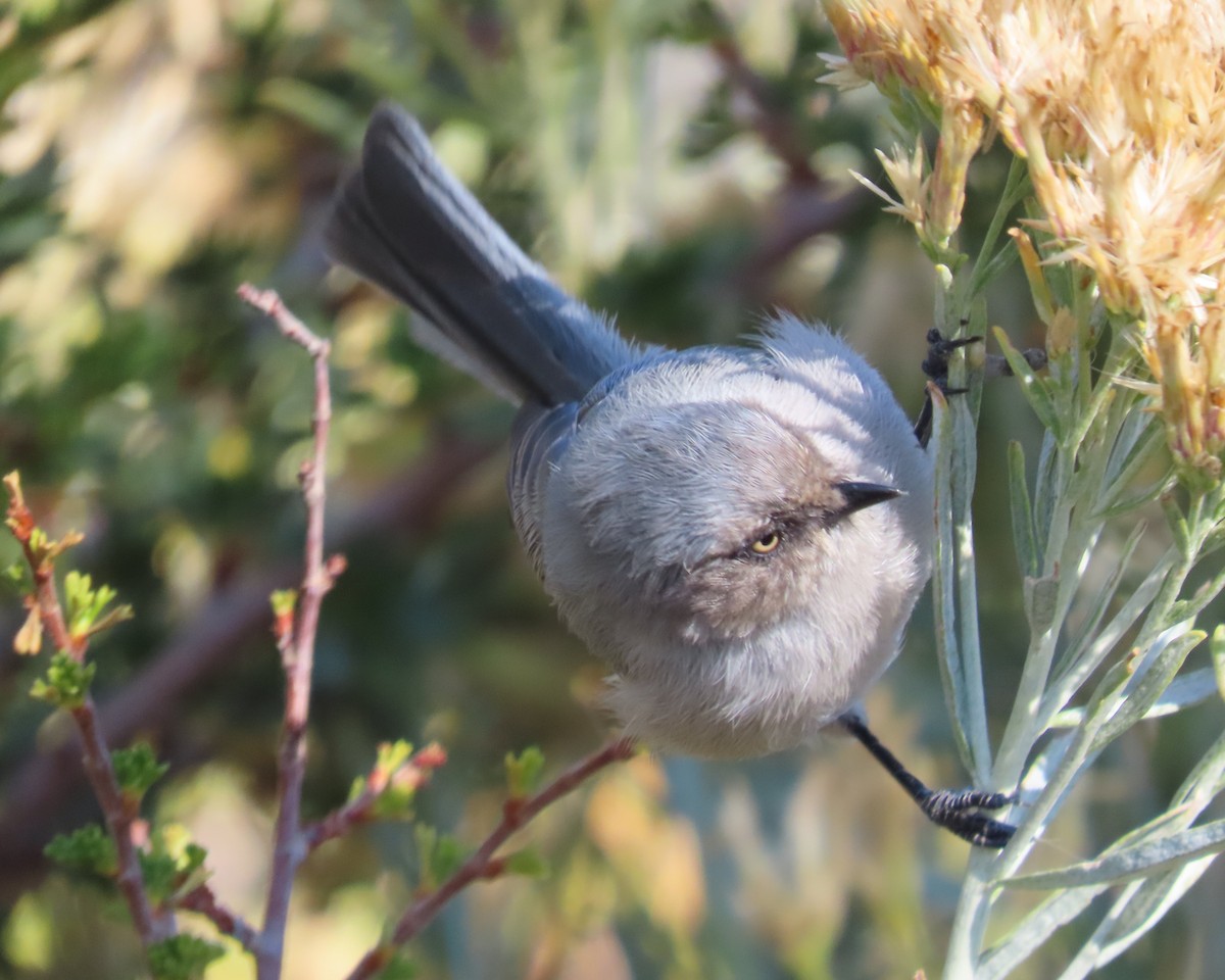 Bushtit - ML642595440