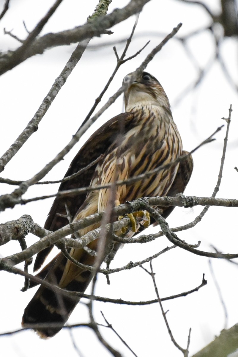 Хайргууна шонхор - ML642595483