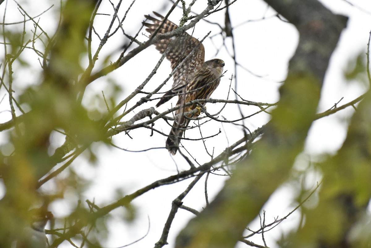 Хайргууна шонхор - ML642595487