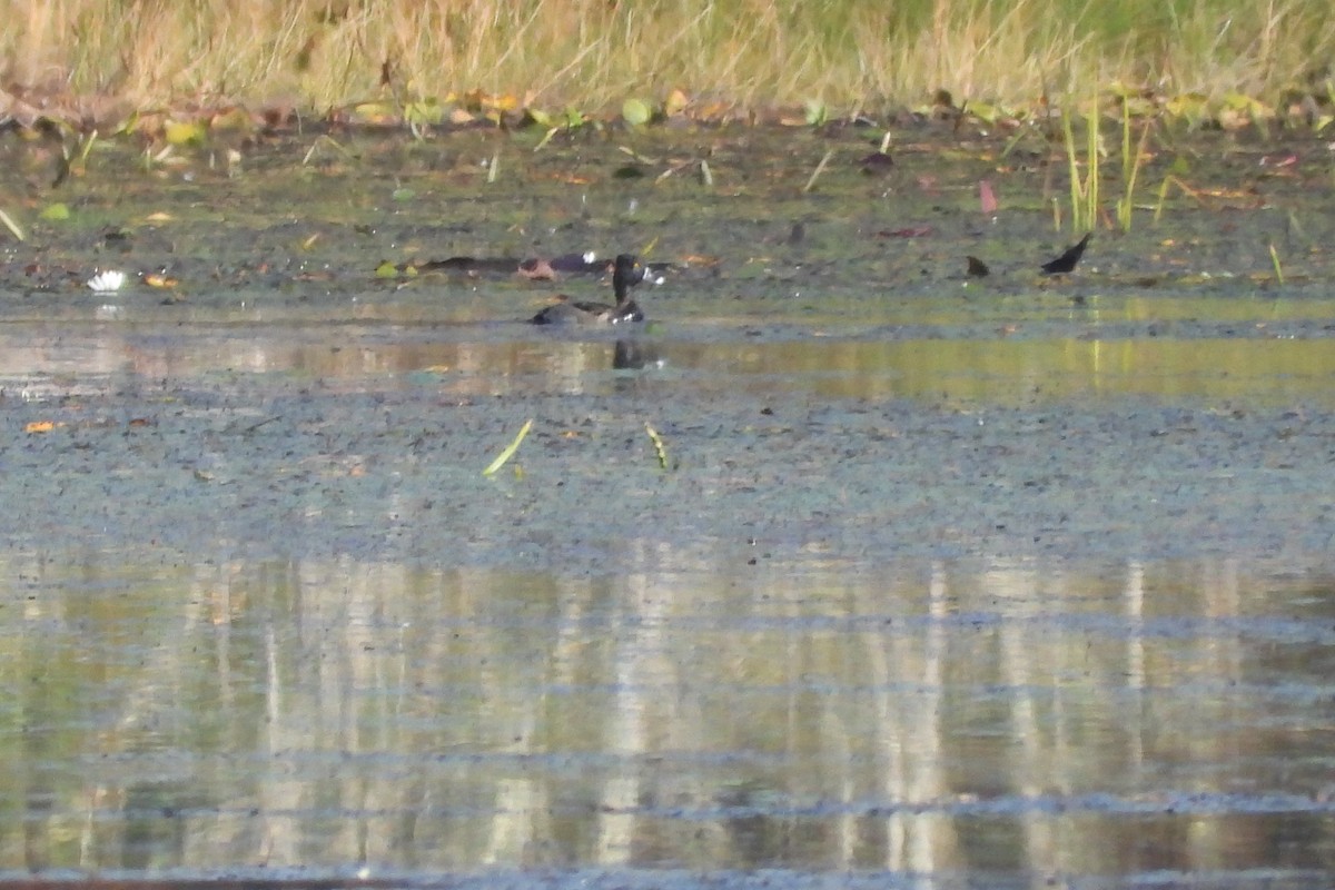 Ring-necked Duck - ML642595491