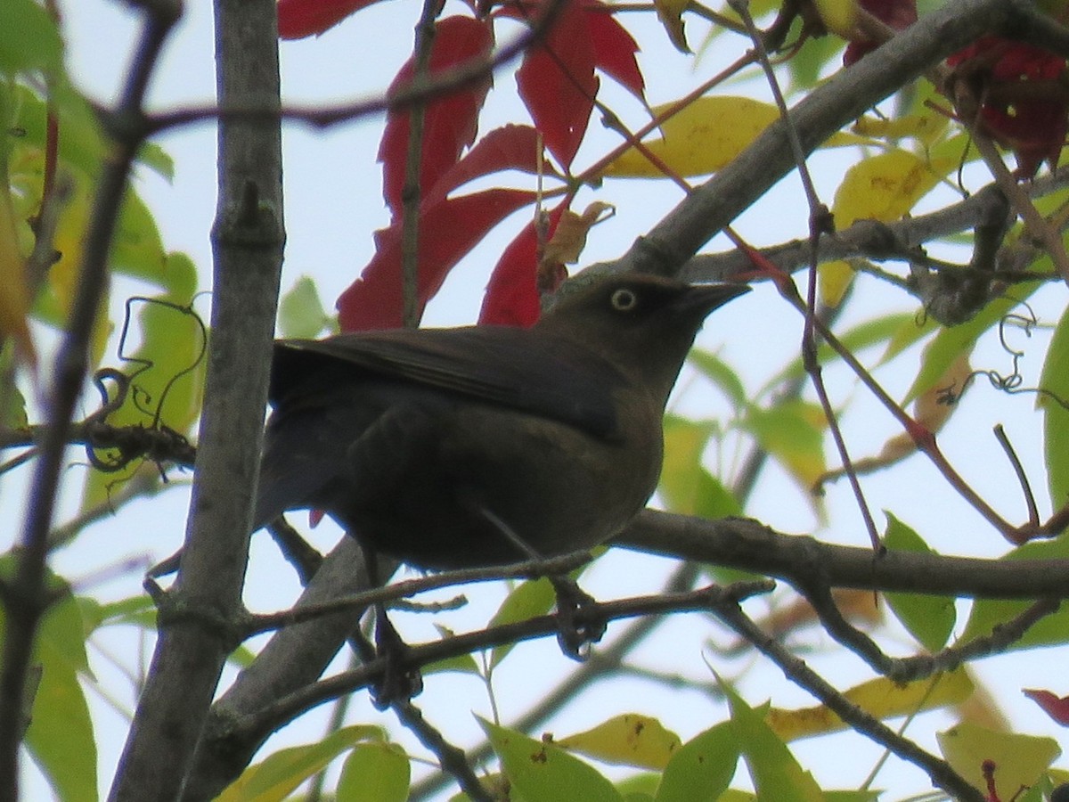 Rusty Blackbird - ML642595535
