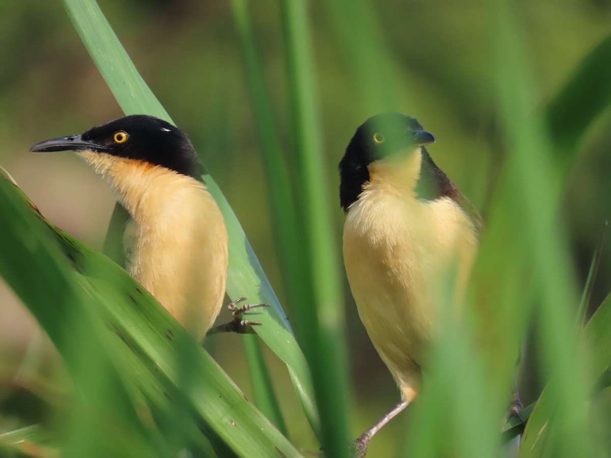 Black-capped Donacobius - ML642595612