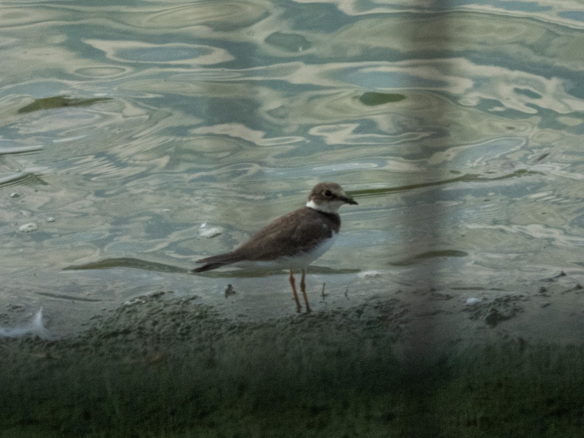 Little Ringed Plover - ML642595639