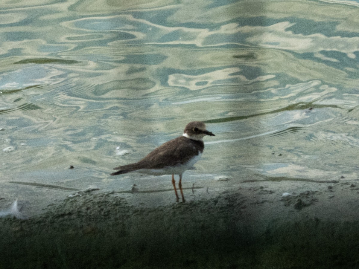 Little Ringed Plover - ML642595640