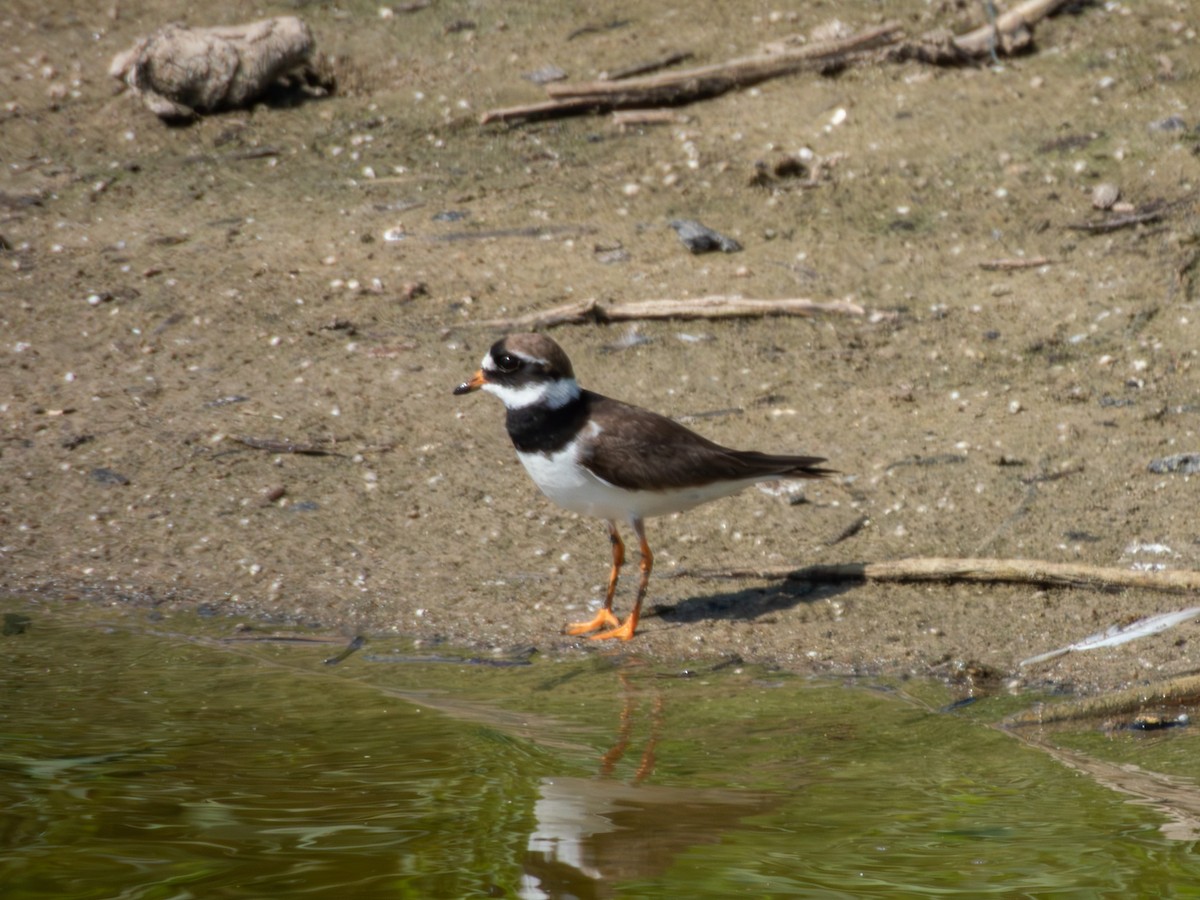 Common Ringed Plover - ML642595647