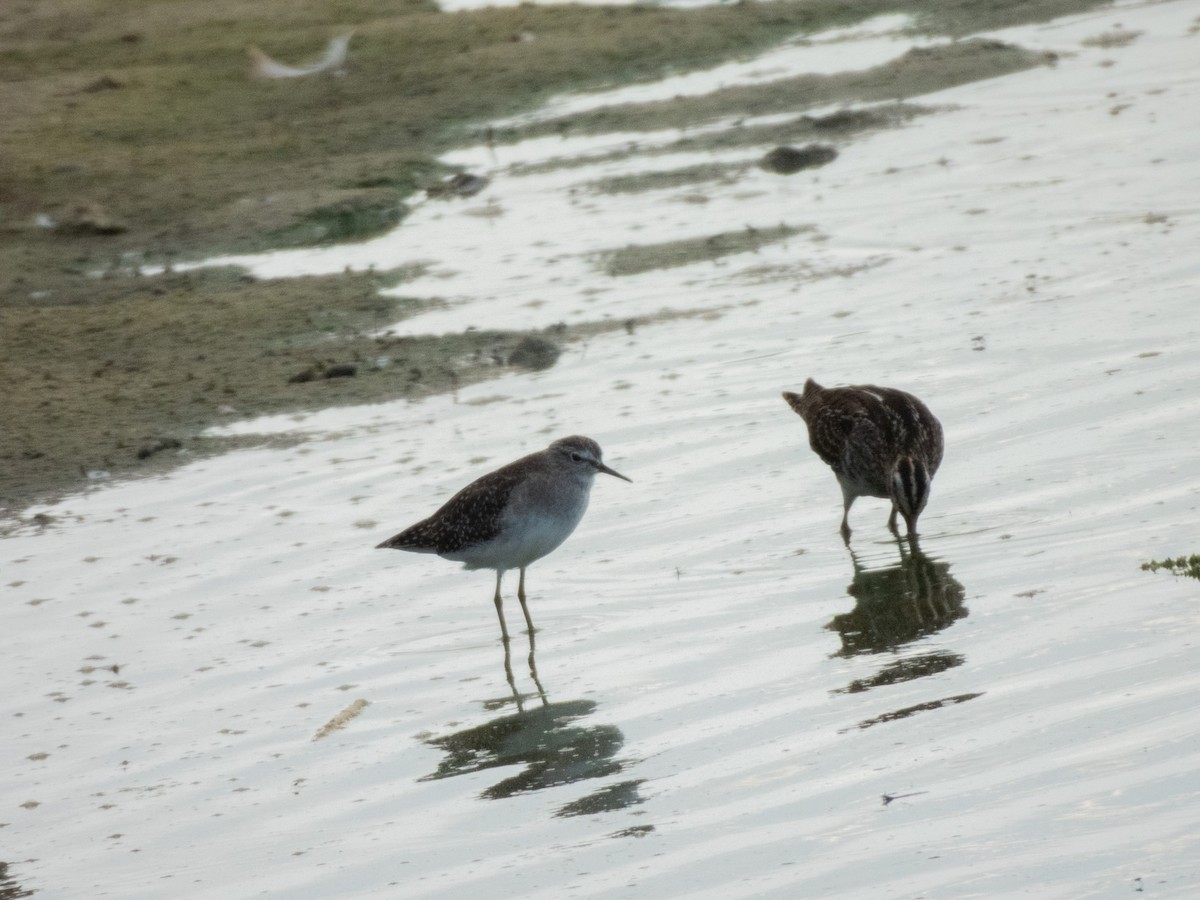 Common Snipe - ML642595655