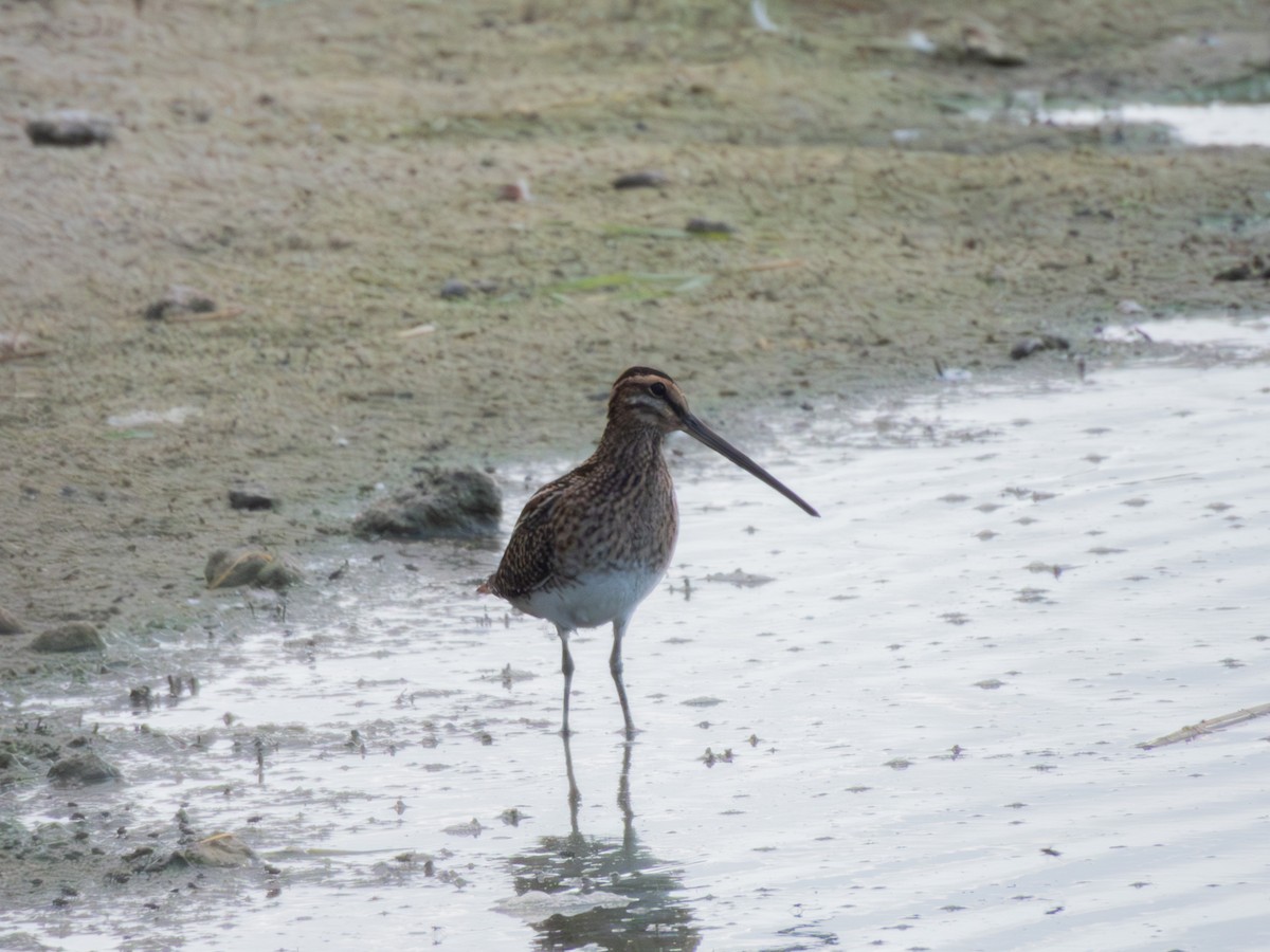 Common Snipe - ML642595656