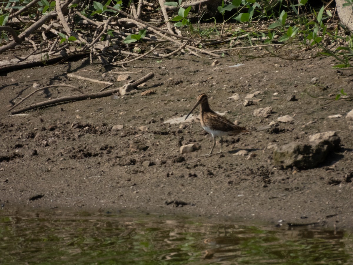 Common Snipe - ML642595657