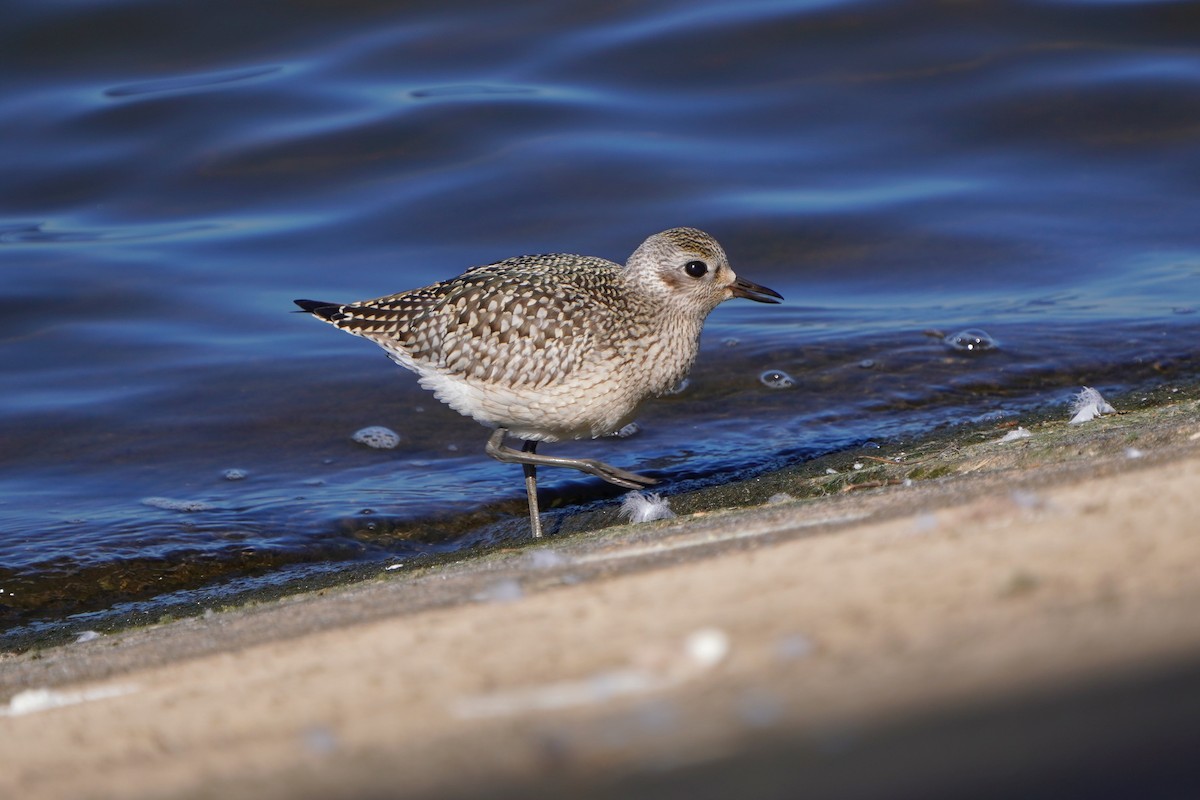 Black-bellied Plover - ML642595668