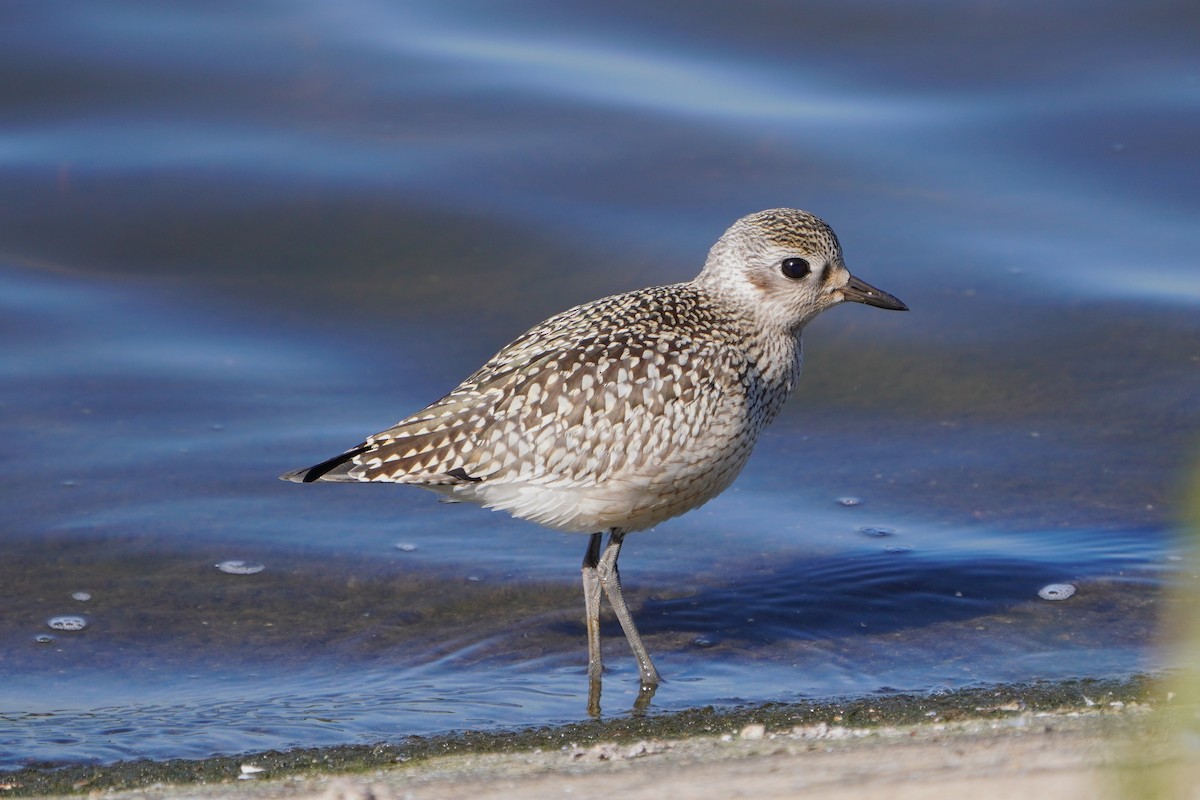 Black-bellied Plover - ML642595669