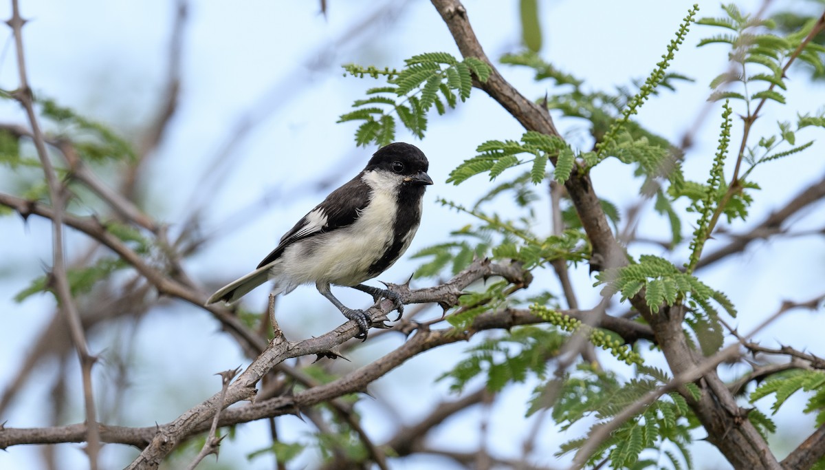 White-naped Tit - ML642595673