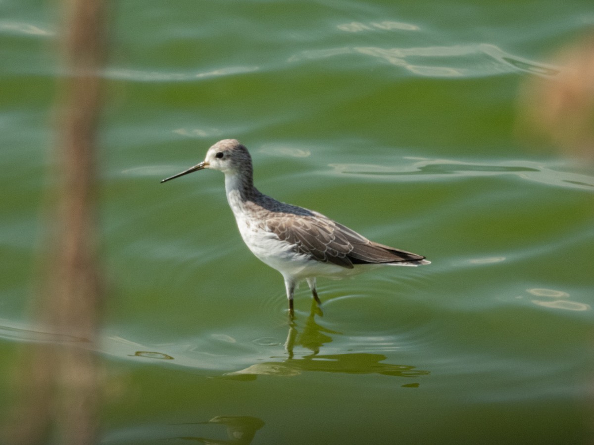 Marsh Sandpiper - ML642595675