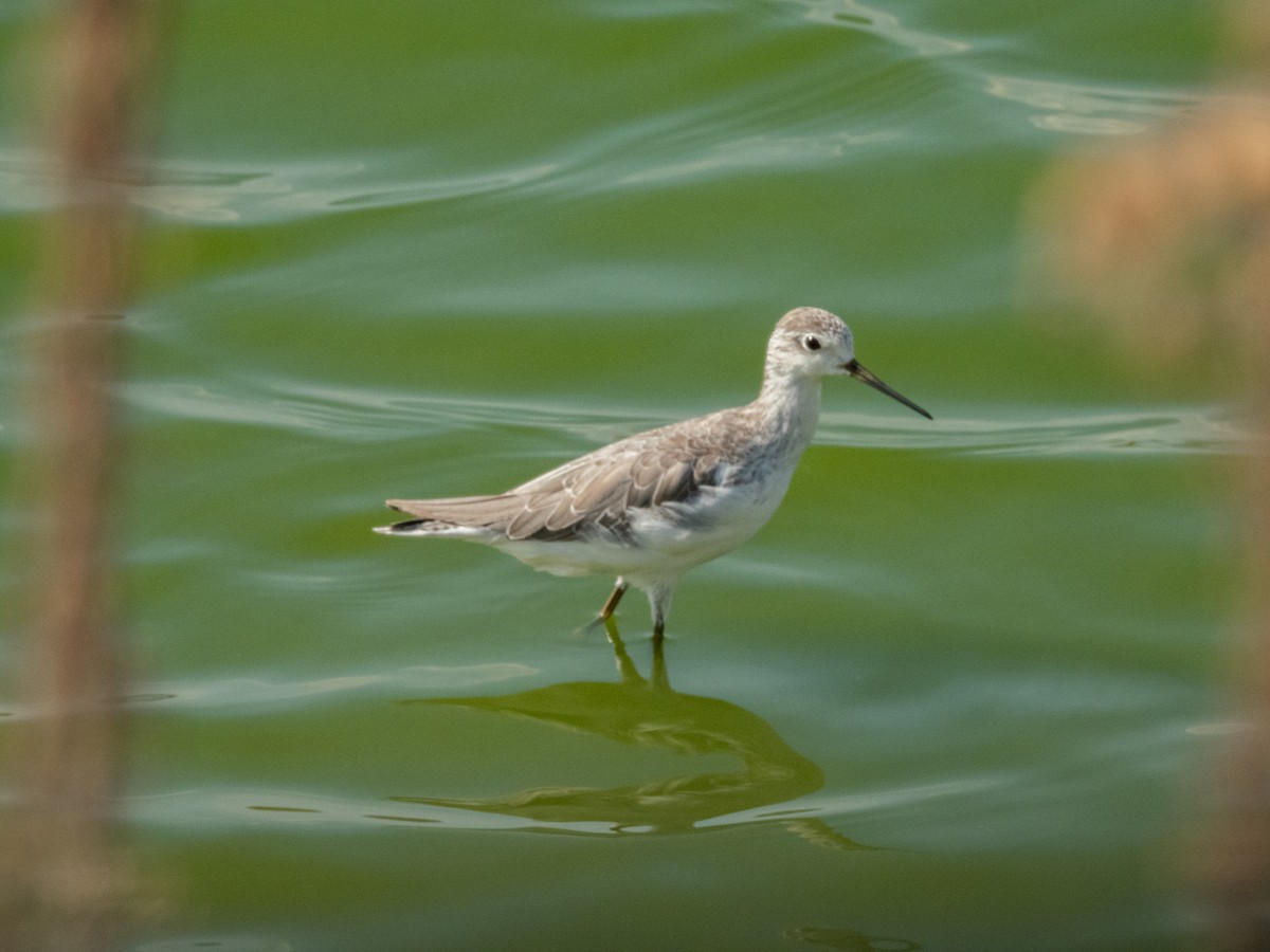 Marsh Sandpiper - ML642595676