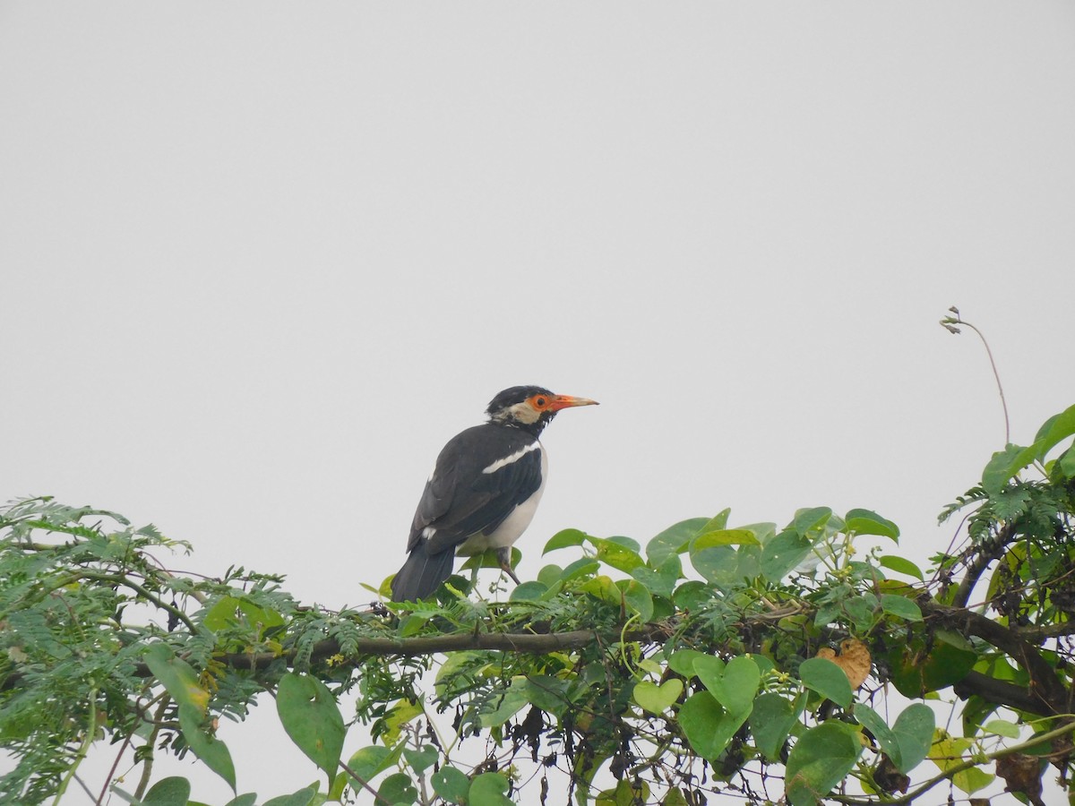 Brahminy Starling - ML642595679