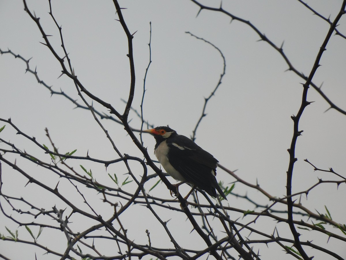 Brahminy Starling - ML642595680