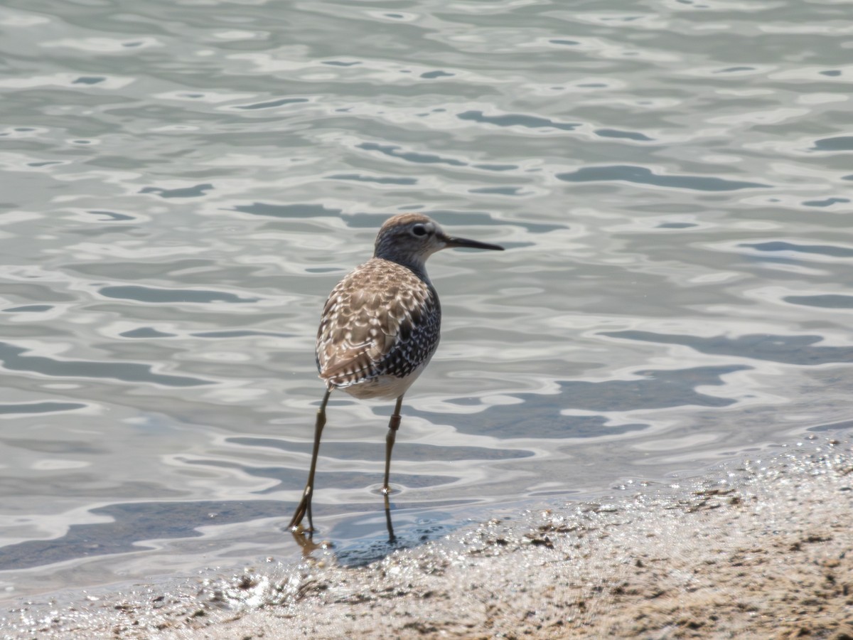 Wood Sandpiper - ML642595686