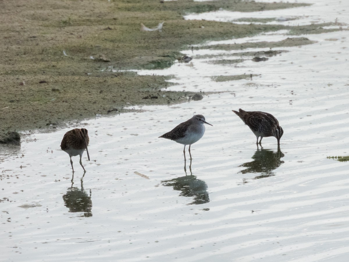 Wood Sandpiper - ML642595687