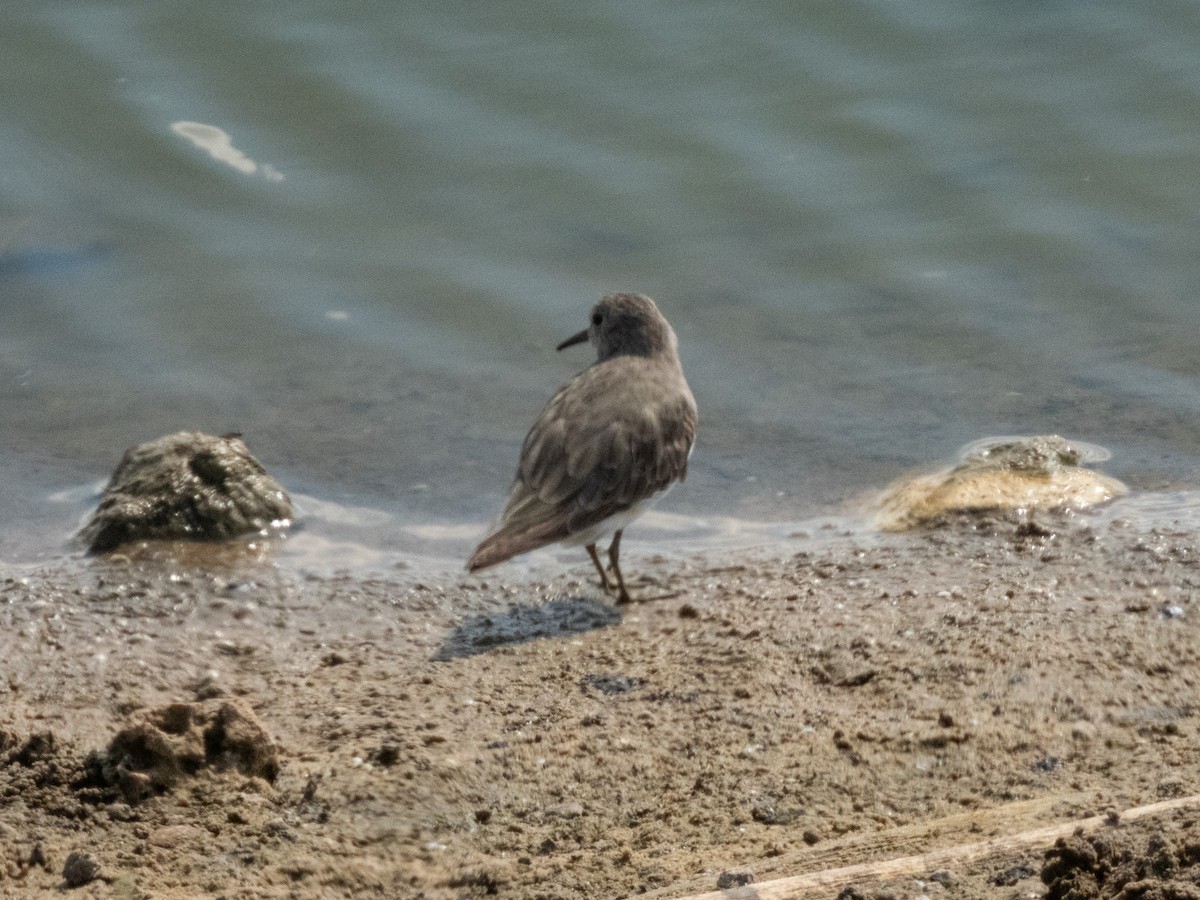 Temminck's Stint - ML642595702