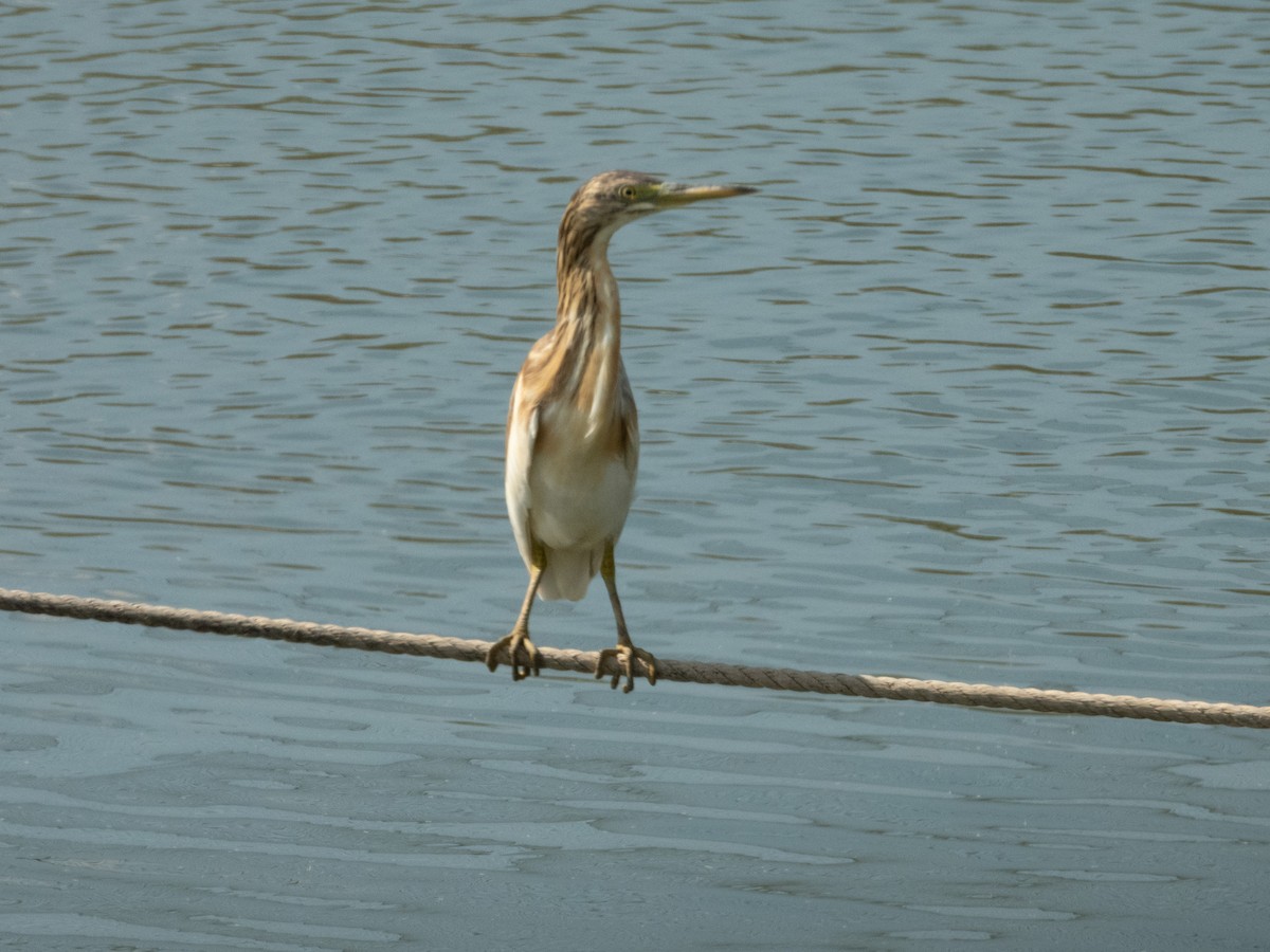Squacco Heron - ML642595705