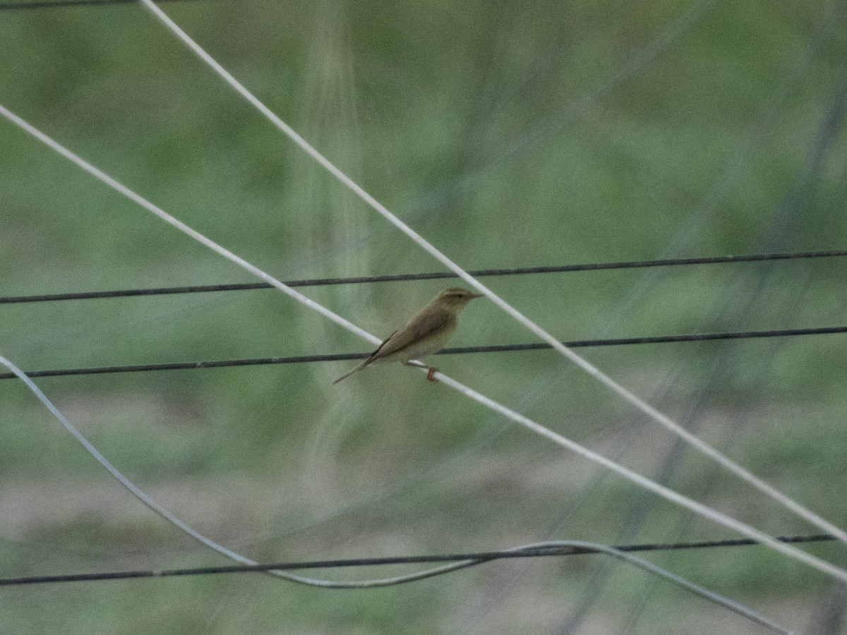 Willow Warbler - ML642595727